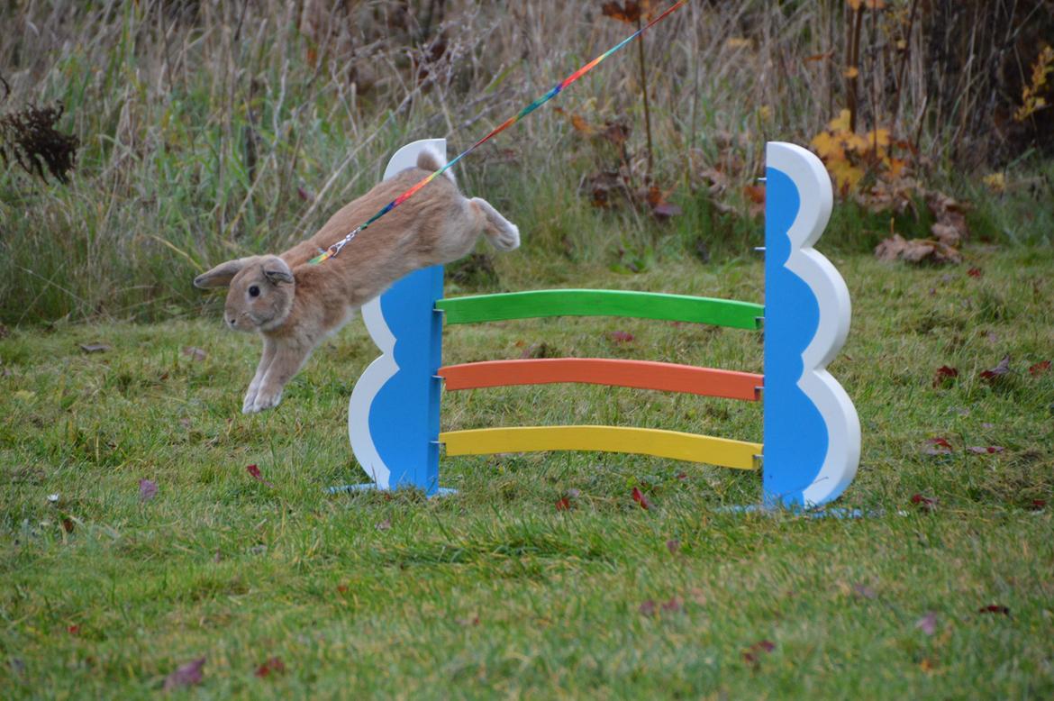 Kanin Funnys Nio-Nilo billede 7