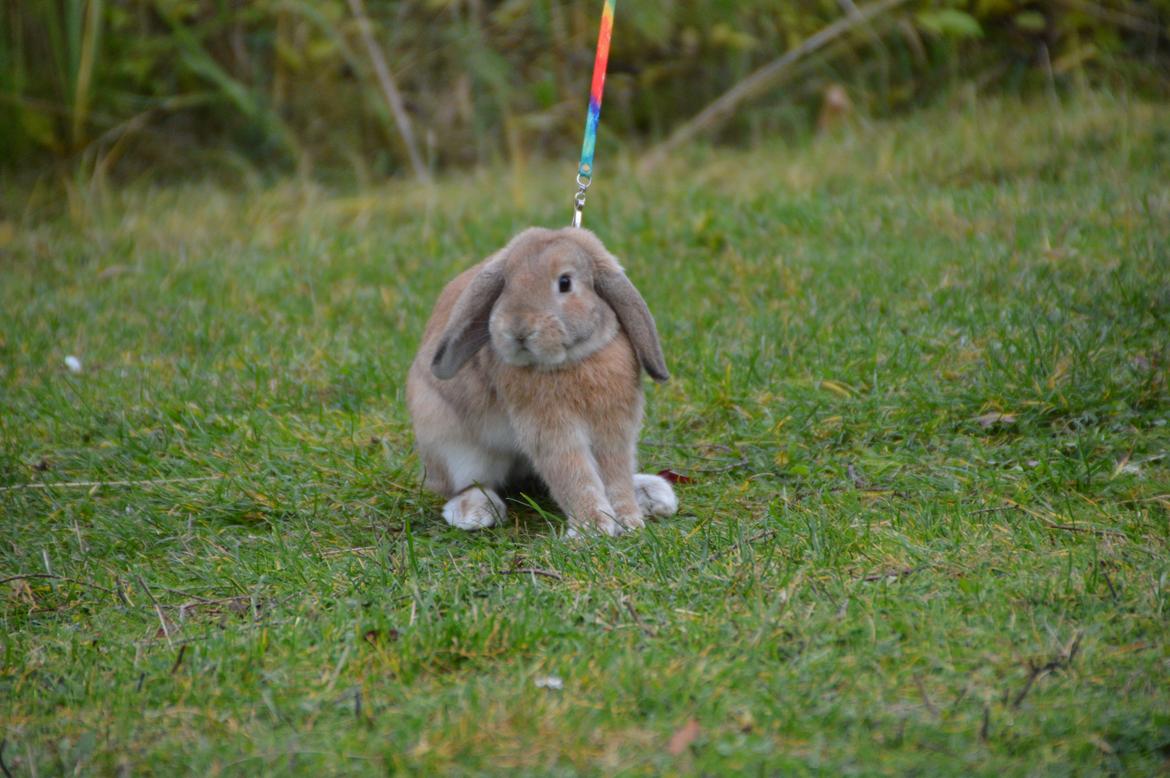 Kanin Funnys Nio-Nilo billede 8