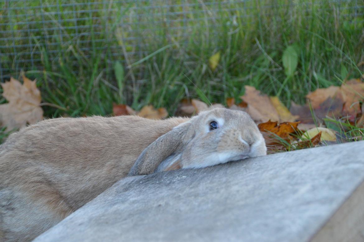 Kanin Funnys Nio-Nilo billede 9