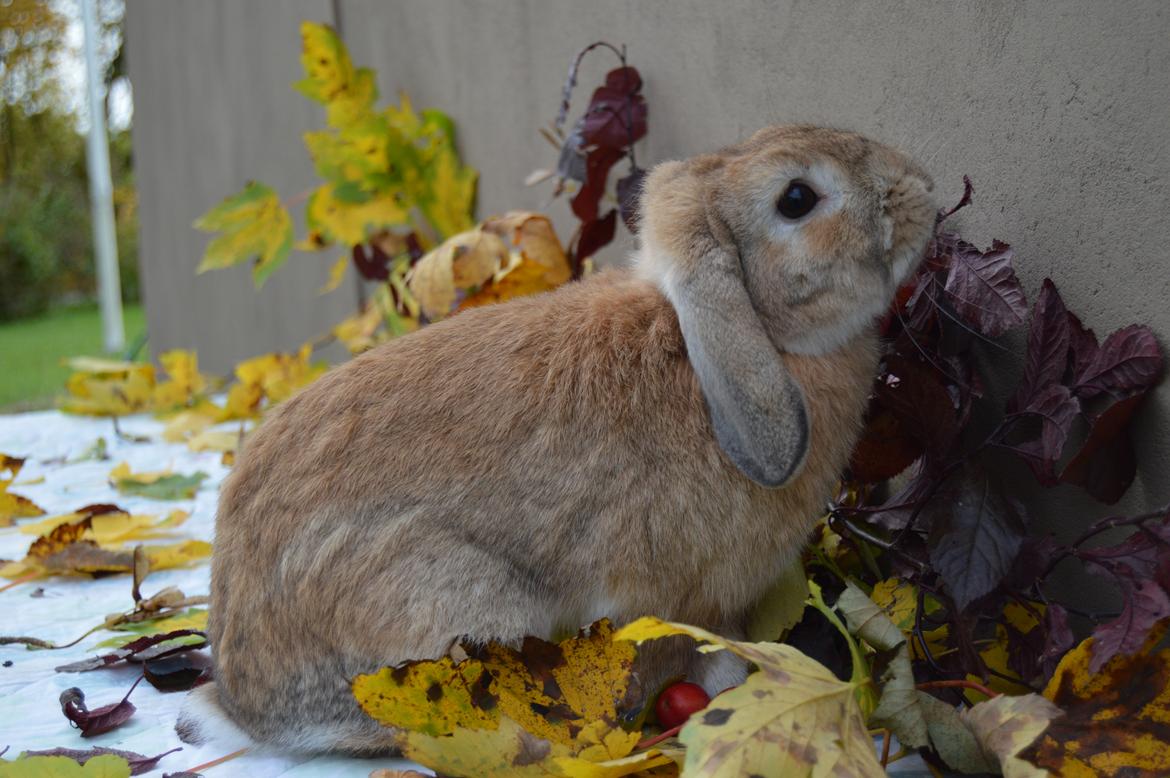 Kanin Funnys Nio-Nilo billede 10