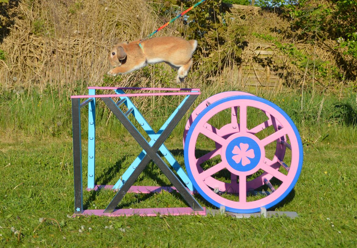 Kanin Funnys Nio-Nilo billede 4