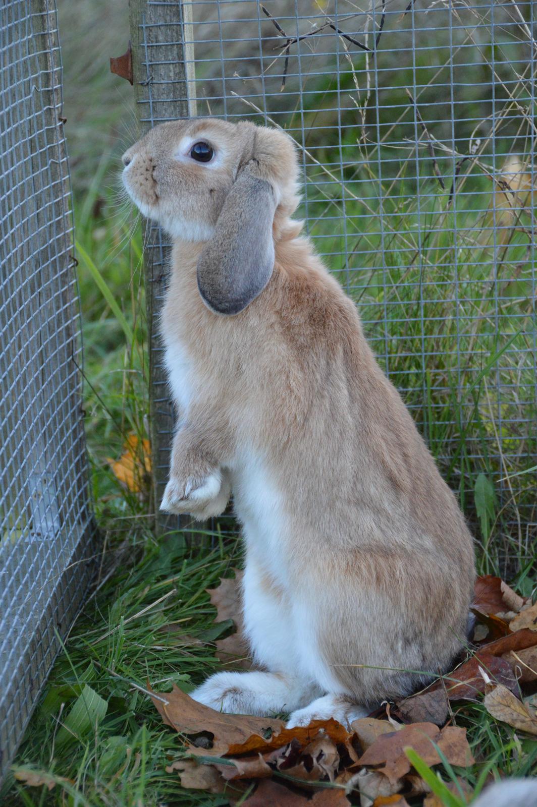 Kanin Funnys Nio-Nilo billede 12