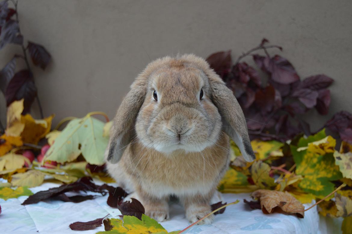 Kanin Funnys Nio-Nilo billede 11