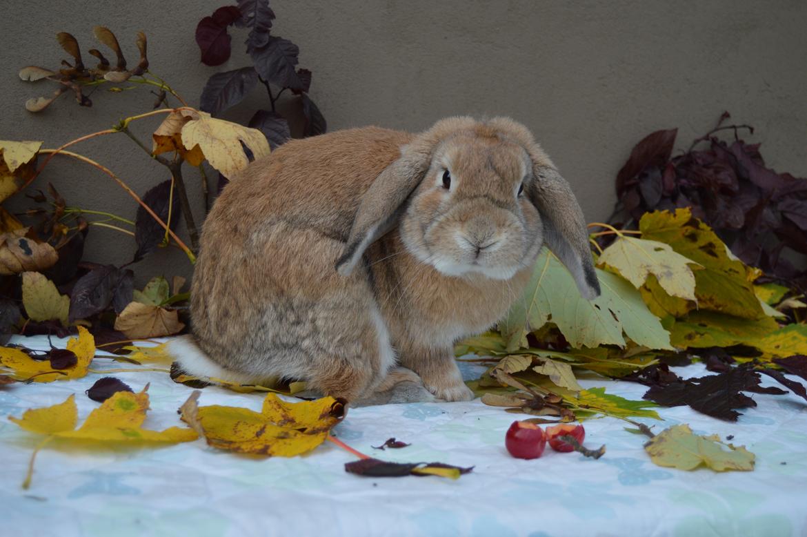 Kanin Funnys Nio-Nilo billede 14