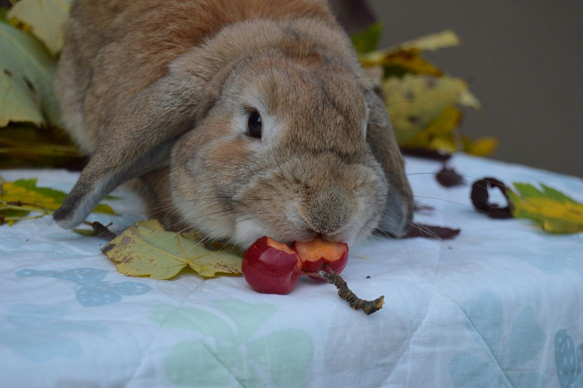 Kanin Funnys Nio-Nilo billede 13