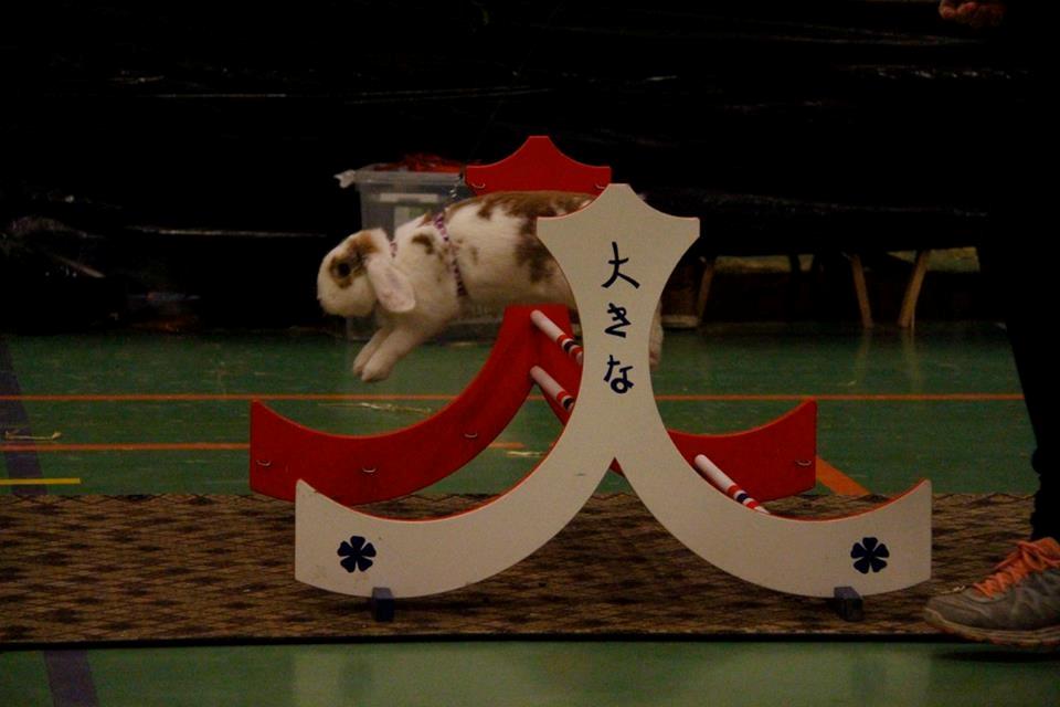 Kanin Blancos Endovier billede 2