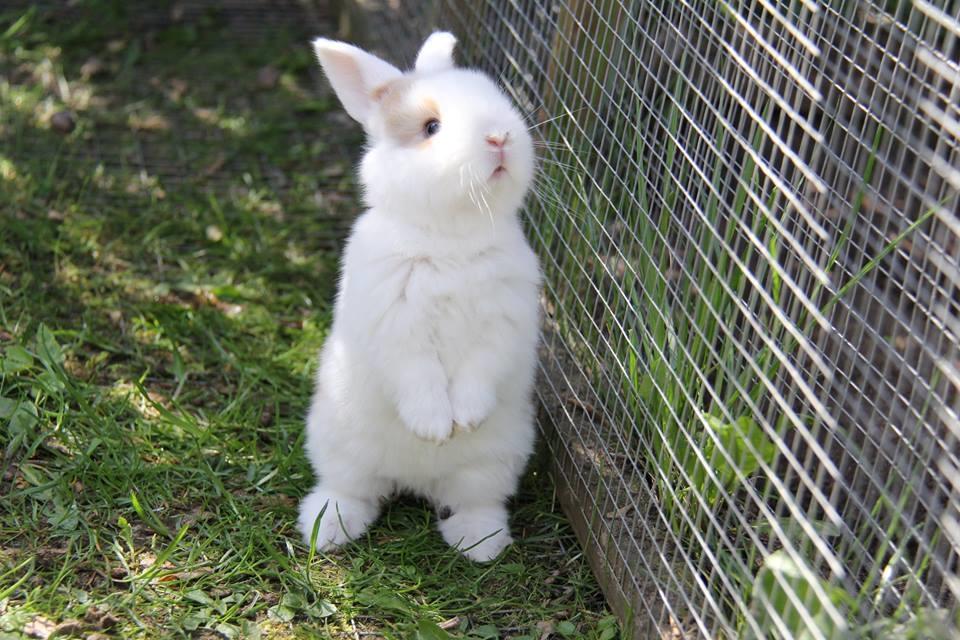 Kanin Blancos Endovier billede 5
