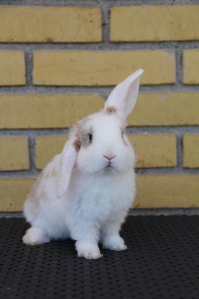 Kanin Blancos Endovier billede 6