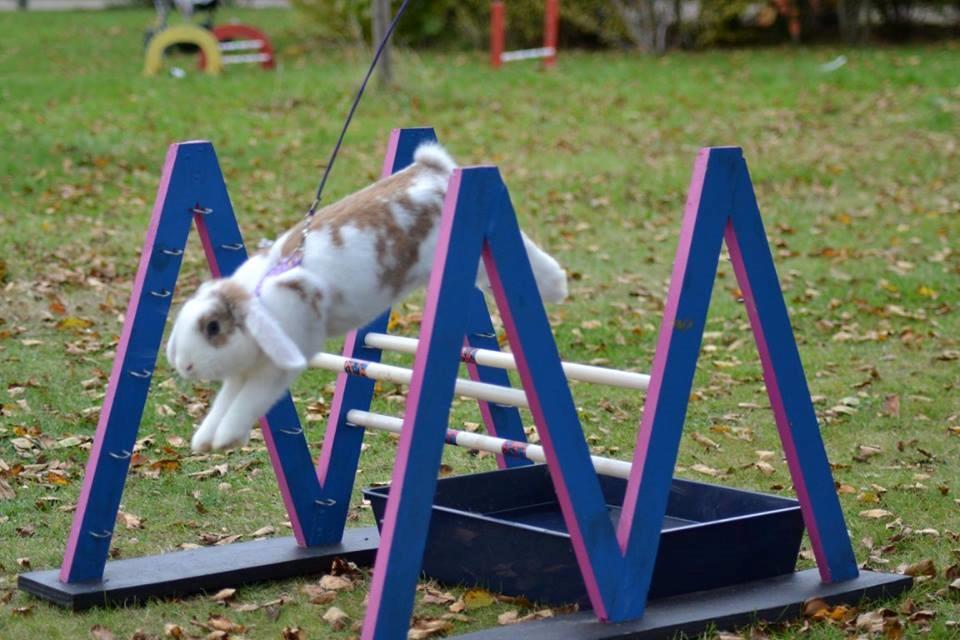 Kanin Blancos Endovier billede 7