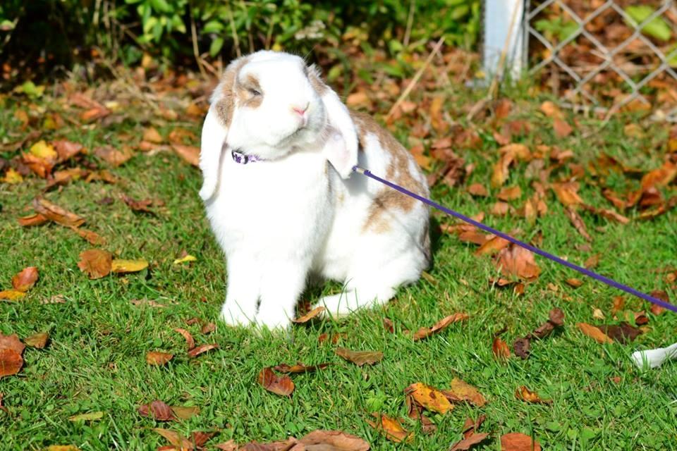 Kanin Blancos Endovier billede 8