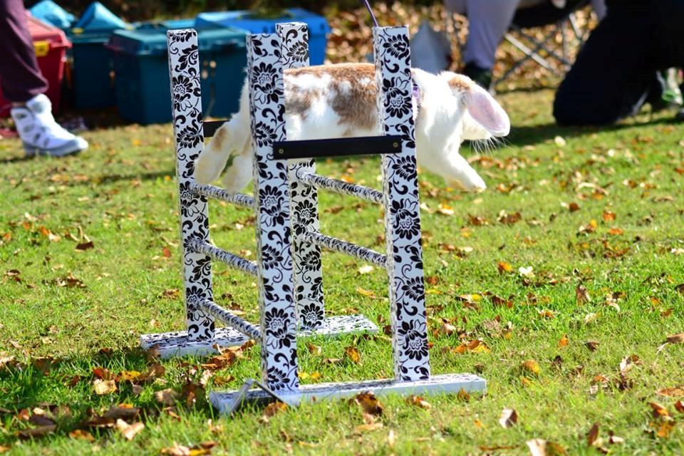 Kanin Blancos Endovier billede 9