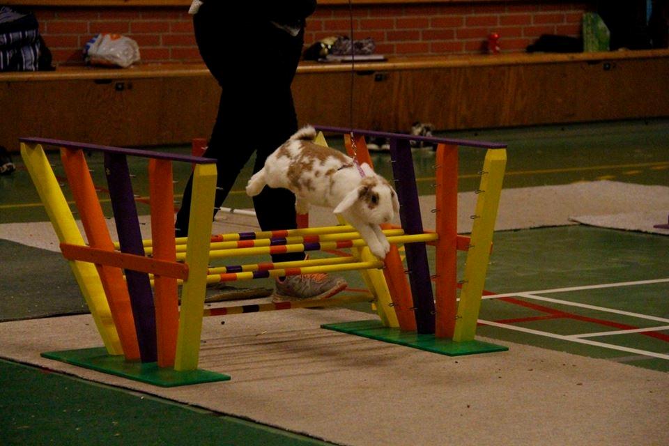 Kanin Blancos Endovier billede 10