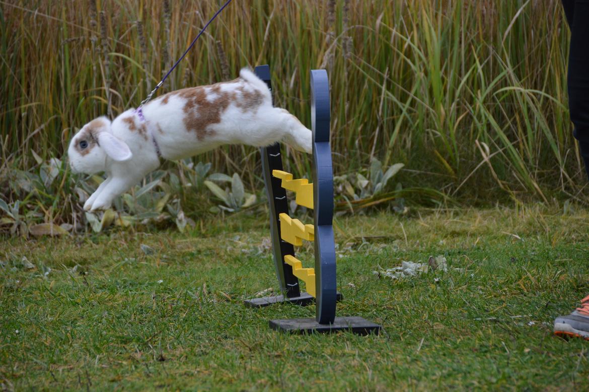 Kanin Blancos Endovier billede 11