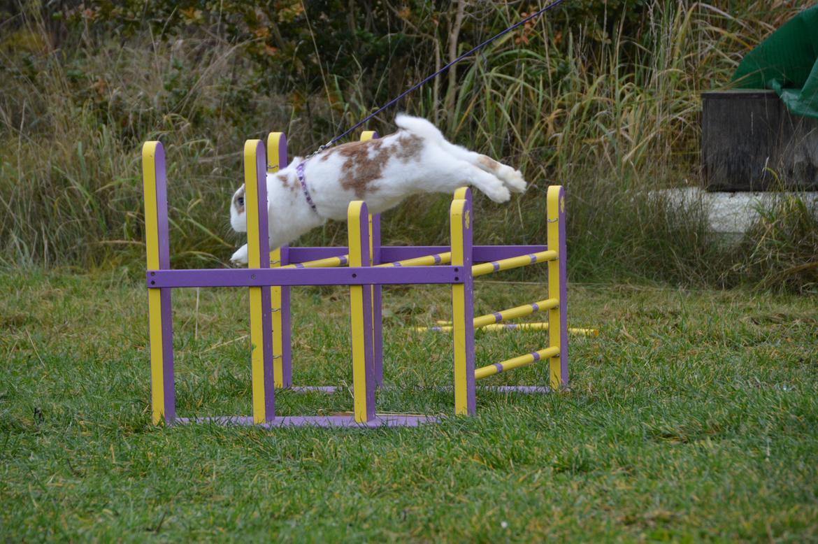 Kanin Blancos Endovier billede 12