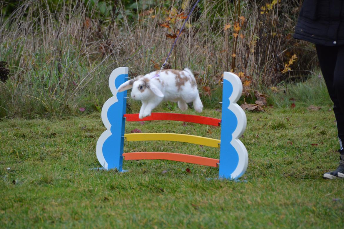 Kanin Blancos Endovier billede 13