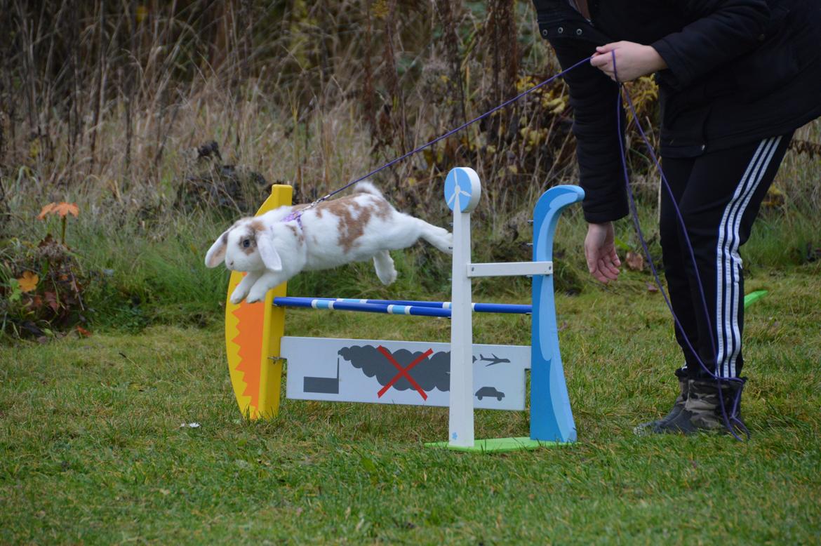 Kanin Blancos Endovier billede 14