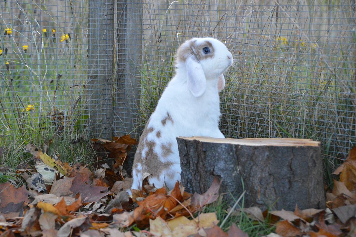 Kanin Blancos Endovier billede 15