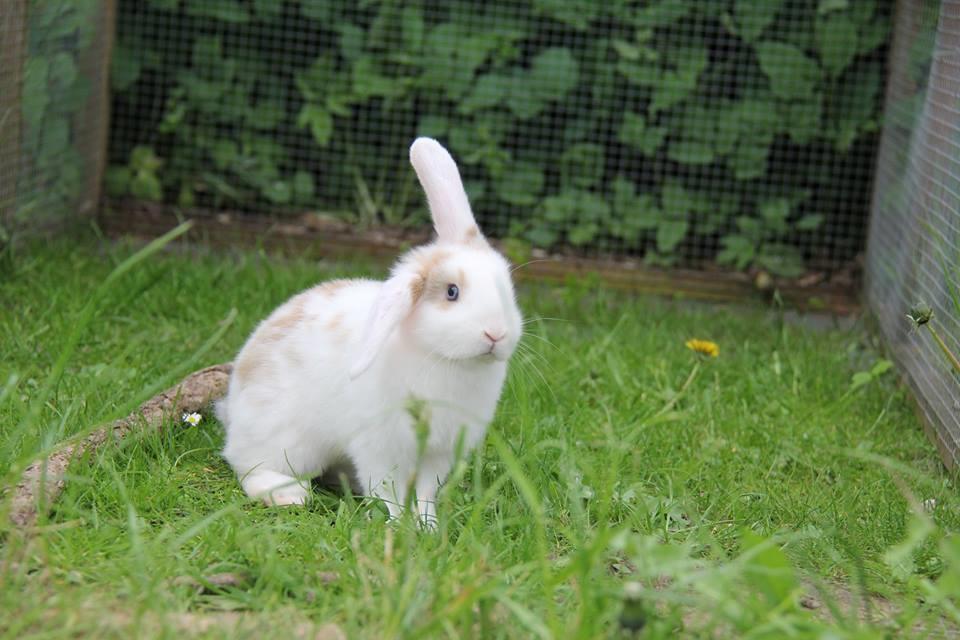 Kanin Blancos Endovier billede 3
