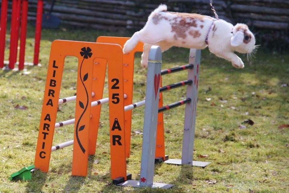 Kanin Blancos Endovier billede 1