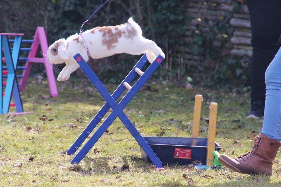 Kanin Blancos Endovier billede 16