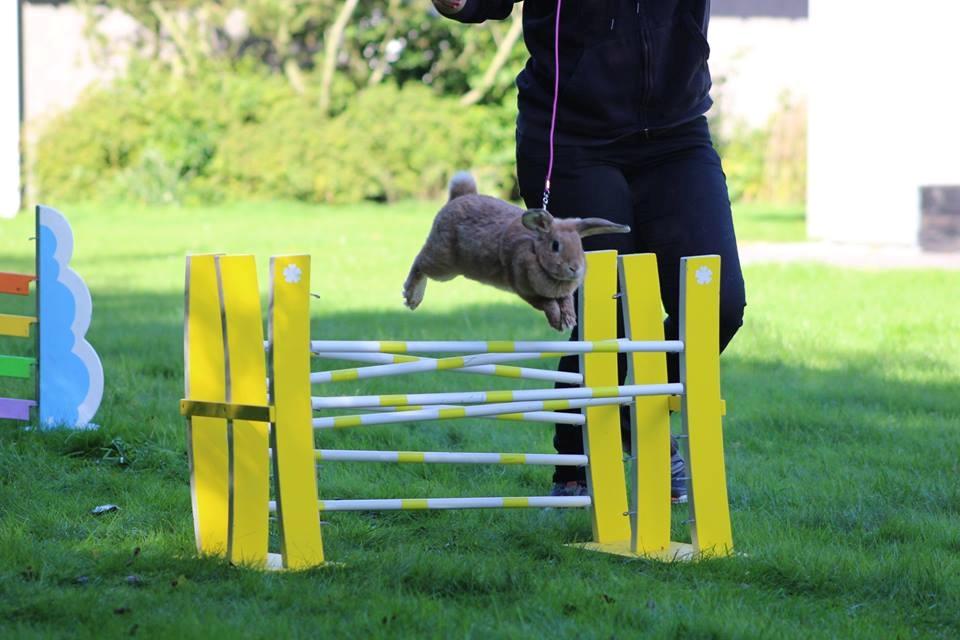 Kanin Blancos Nioryu Nakir billede 2