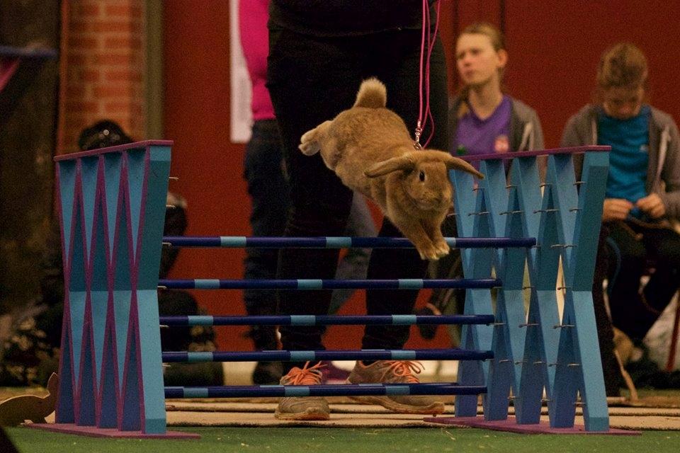 Kanin Blancos Nioryu Nakir billede 4