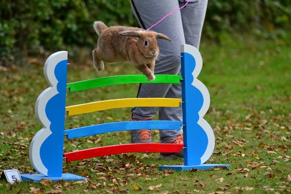 Kanin Blancos Nioryu Nakir billede 3