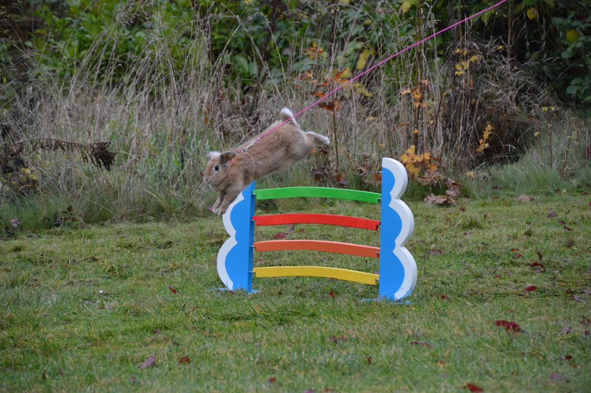 Kanin Blancos Nioryu Nakir billede 6