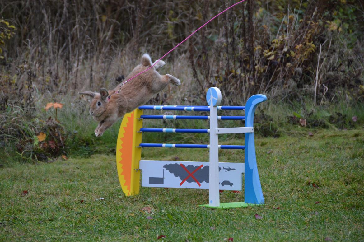 Kanin Blancos Nioryu Nakir billede 7