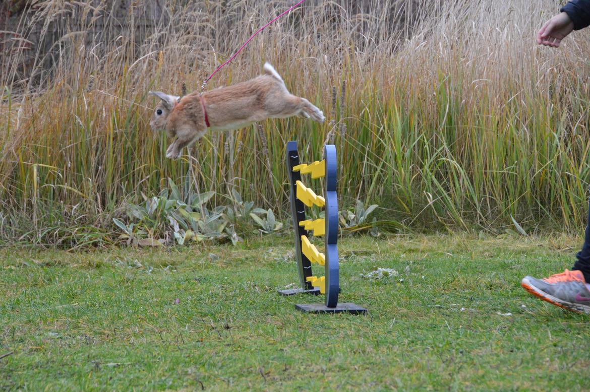 Kanin Blancos Nioryu Nakir billede 1