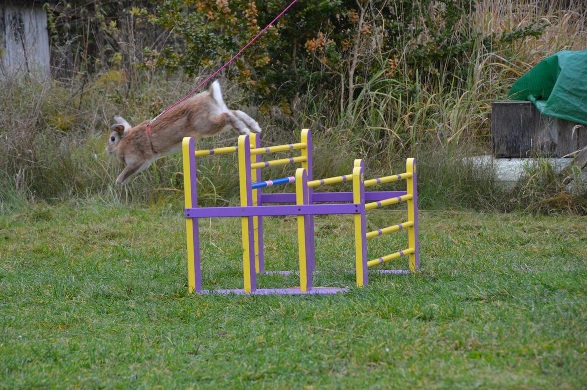 Kanin Blancos Nioryu Nakir billede 8