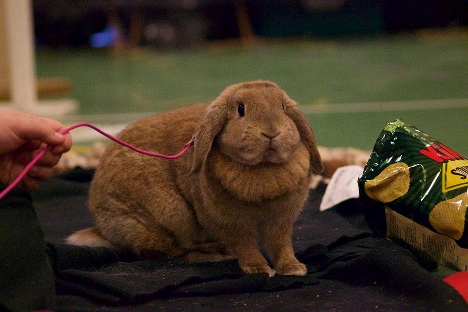 Kanin Blancos Nioryu Nakir billede 5