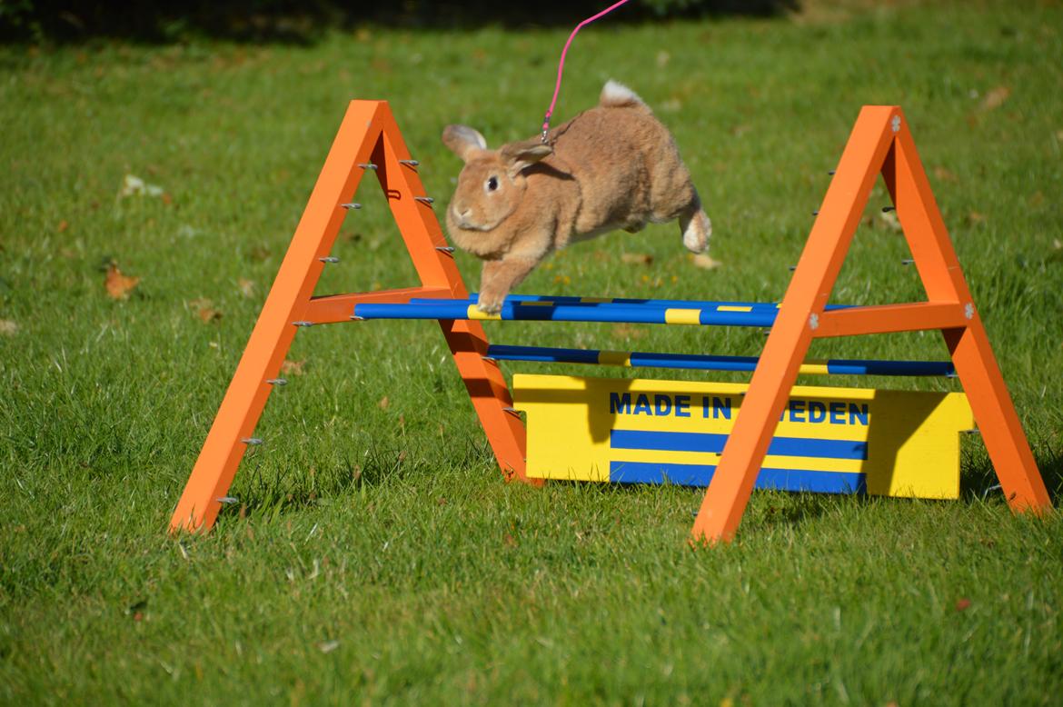 Kanin Blancos Nioryu Nakir billede 10