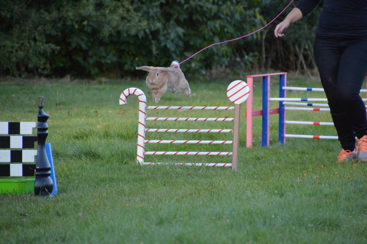 Kanin Blancos Nioryu Nakir billede 11