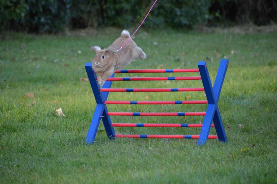 Kanin Blancos Nioryu Nakir billede 12