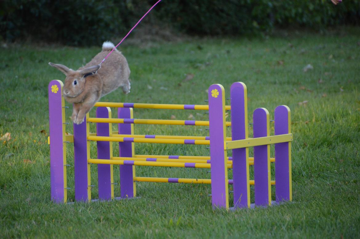 Kanin Blancos Nioryu Nakir billede 13