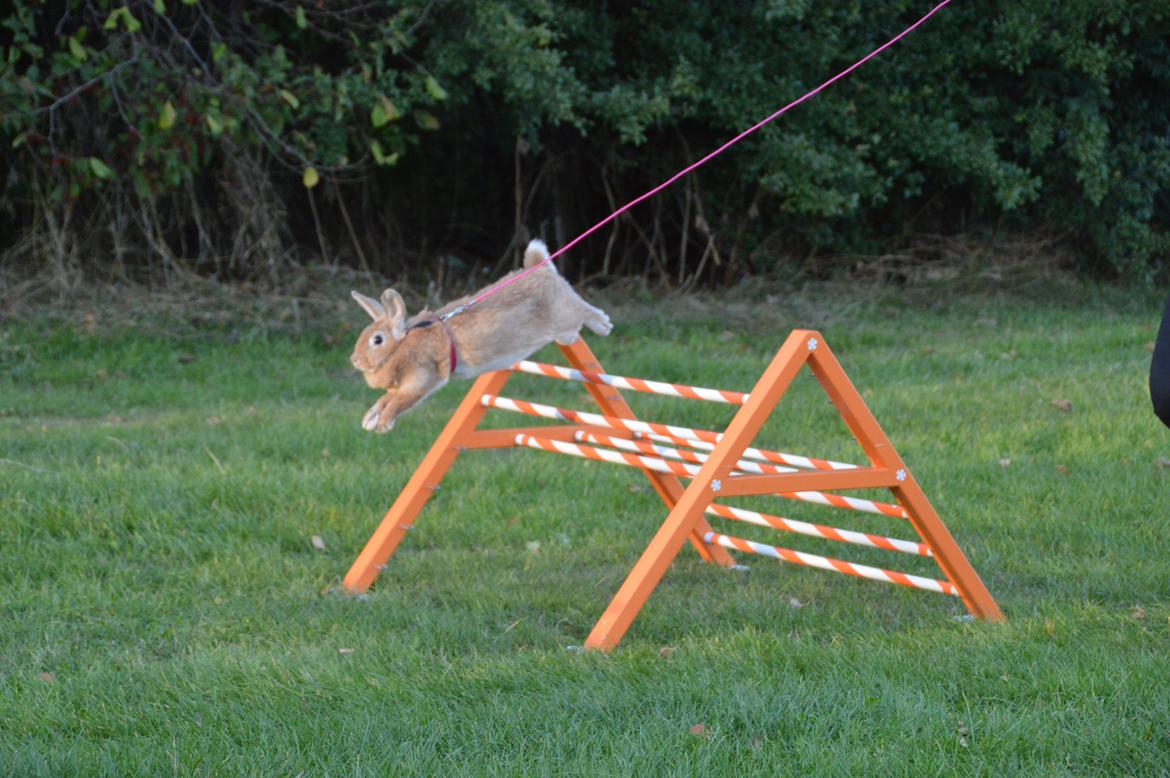 Kanin Blancos Nioryu Nakir billede 14