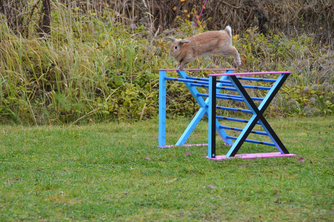 Kanin Blancos Nioryu Nakir billede 9