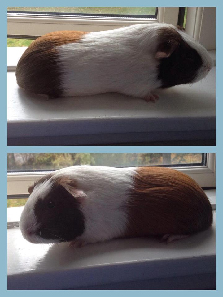 Marsvin Ortello billede 1