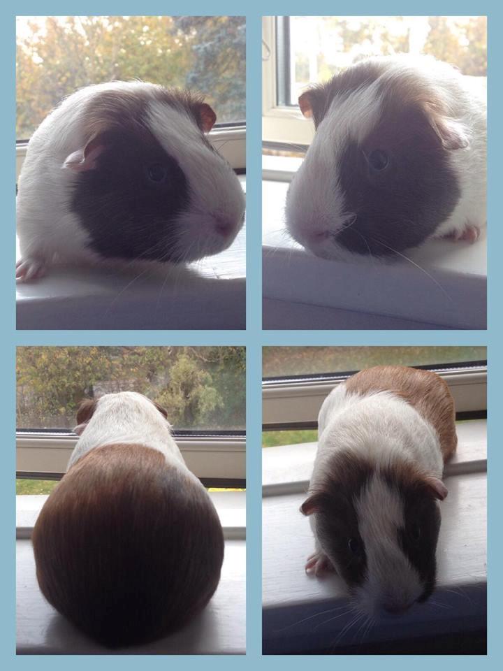 Marsvin Ortello billede 2