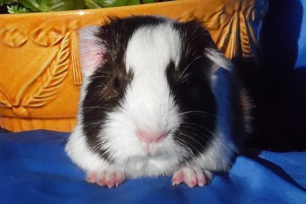 Marsvin Ortello billede 3