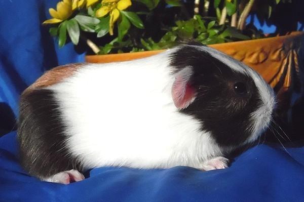 Marsvin Ortello billede 5