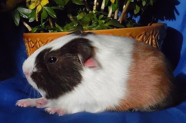 Marsvin Ortello billede 4