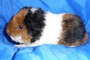 Marsvin Elias billede 1