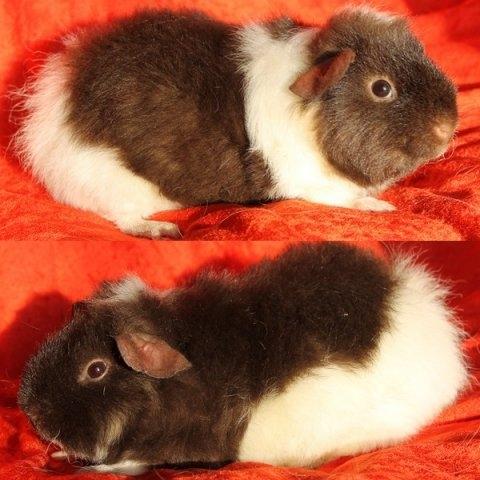 Marsvin Tangela billede 9