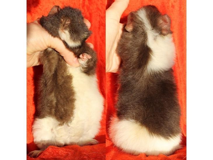 Marsvin Tangela billede 10