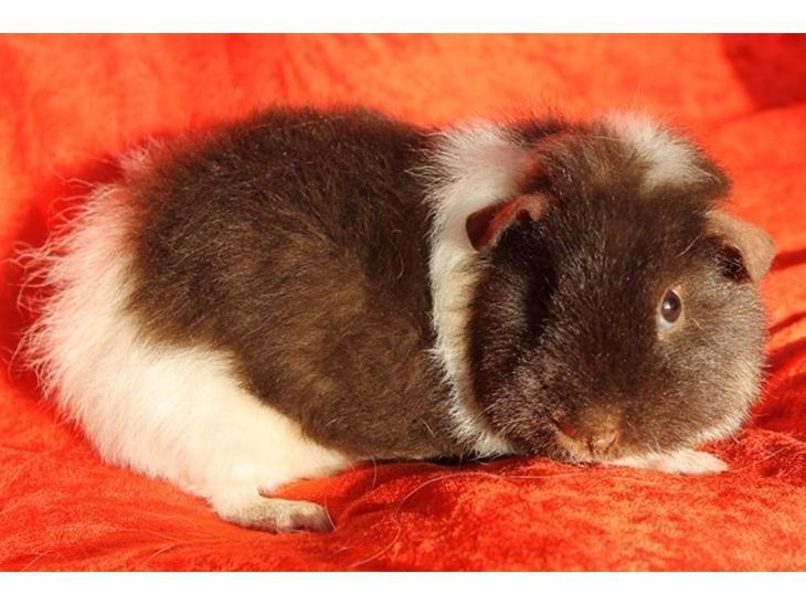 Marsvin Tangela billede 13