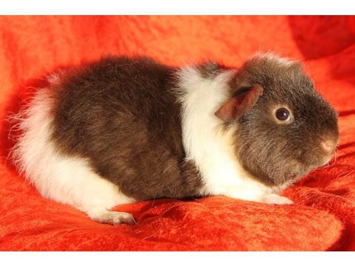 Marsvin Tangela billede 12