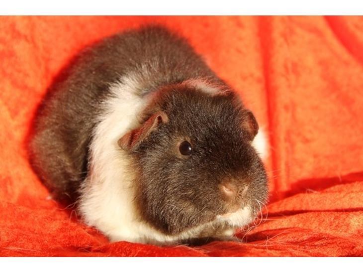 Marsvin Tangela billede 11