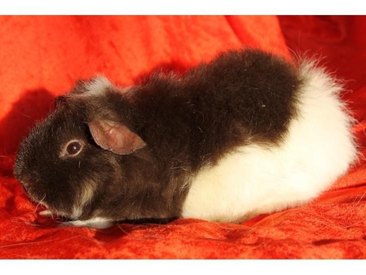 Marsvin Tangela billede 15